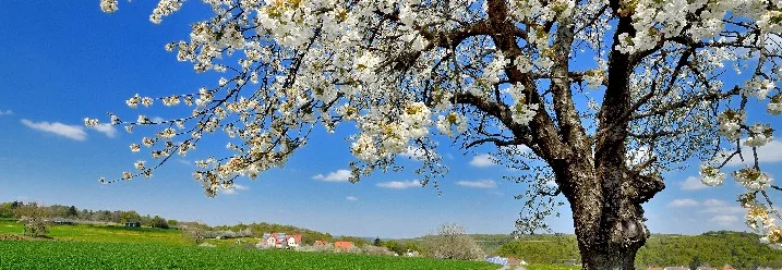 Blühender Baum auf einer Wiese